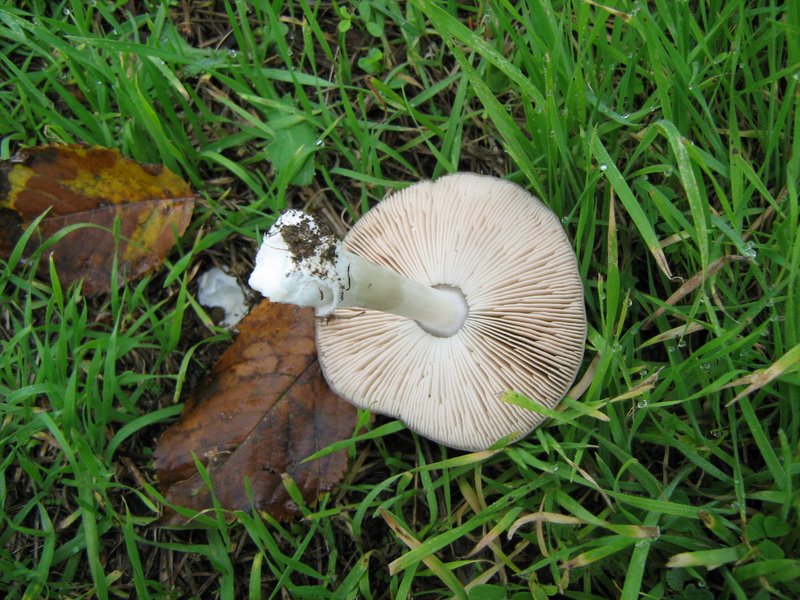 Funghi dalla Castellina